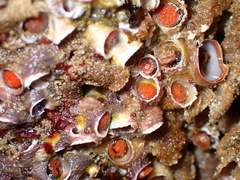 Petaloconchus montereyensis