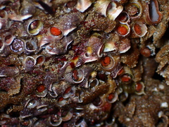 Petaloconchus montereyensis