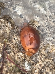 Notocypraea comptonii