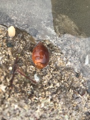 Notocypraea comptonii