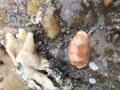 Notocypraea comptonii