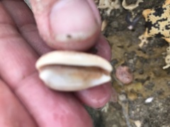 Notocypraea comptonii