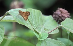 Taractrocera luzonensis