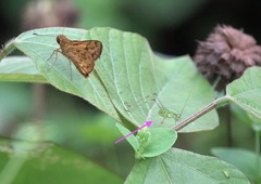 Taractrocera luzonensis