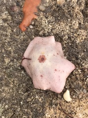 Meridiastra