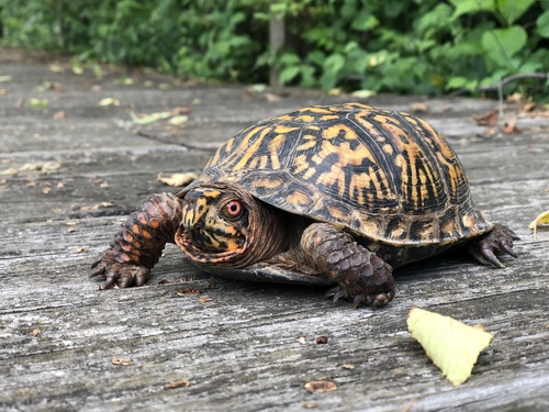 Common Box Turtle, United States, photo 7 of 10