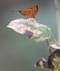 Oriens californica