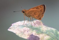 Oriens californica