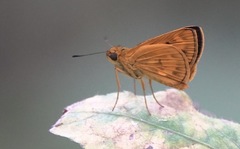 Oriens californica