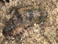 Cryptoplax striata