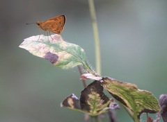 Oriens californica