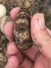 Cryptoplax striata