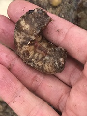 Cryptoplax striata