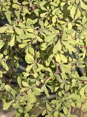 Condalia globosa