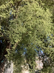 Condalia globosa