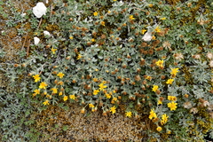 Heterotheca depressa