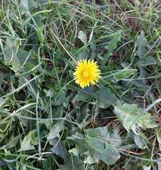 Taraxacum polyodon