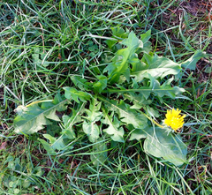 Taraxacum polyodon