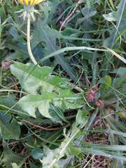 Taraxacum polyodon