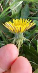 Taraxacum polyodon
