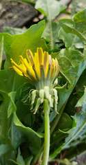 Taraxacum polyodon