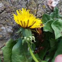 Taraxacum polyodon