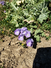 Phacelia ciliata