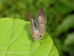 Catochrysops panormus