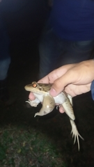 Leptodactylus latrans