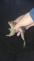 Leptodactylus latrans