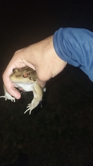 Leptodactylus latrans