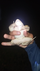 Leptodactylus latrans