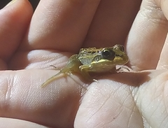 Leptodactylus latrans