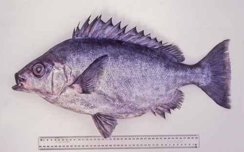 Pelagic armorhead (Pentaceros richardsoni) — Pentacerotidae — 3