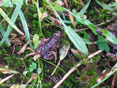 Pristimantis unistrigatus