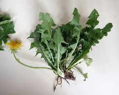 Taraxacum polyodon
