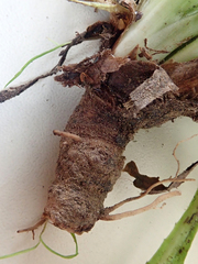 Taraxacum polyodon