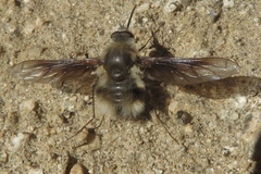 Bombylius atriceps