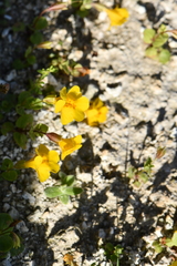 Erythranthe thermalis