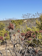 Rhus lanceolata