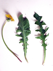 Taraxacum polyodon