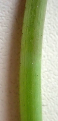 Taraxacum polyodon