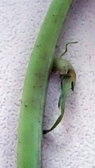 Taraxacum polyodon
