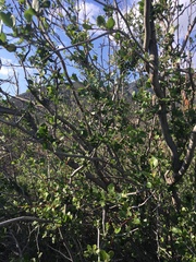 Cercocarpus betuloides blancheae