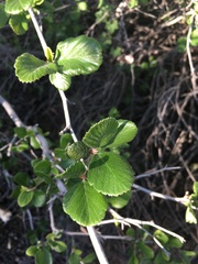 Cercocarpus betuloides blancheae