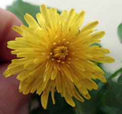 Taraxacum polyodon