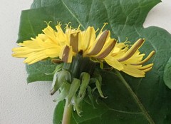 Taraxacum polyodon