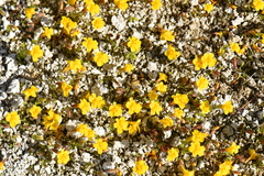 Erythranthe thermalis