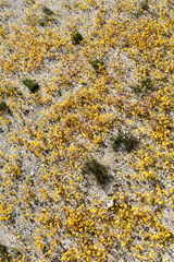 Erythranthe thermalis