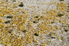 Erythranthe thermalis